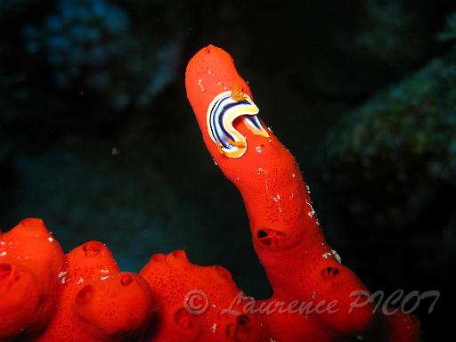 Chromodoris quadricolor.JPG